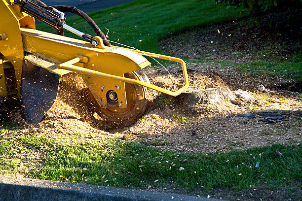 How Our Tree Care Process Works  in  Chuluota, FL